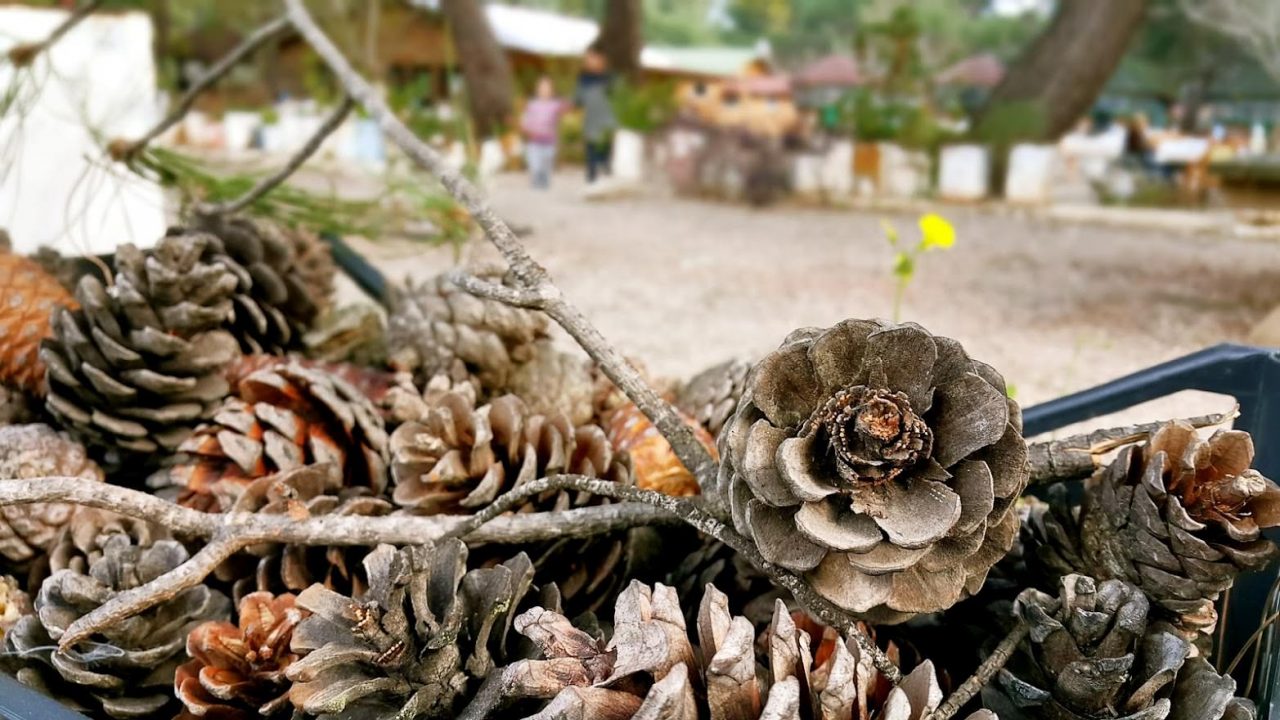 pine tree cones
