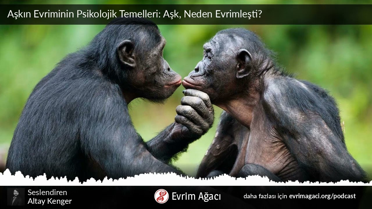 Aşkın Evriminin Psikolojik Temelleri: Aşk, Neden Evrimleşti?