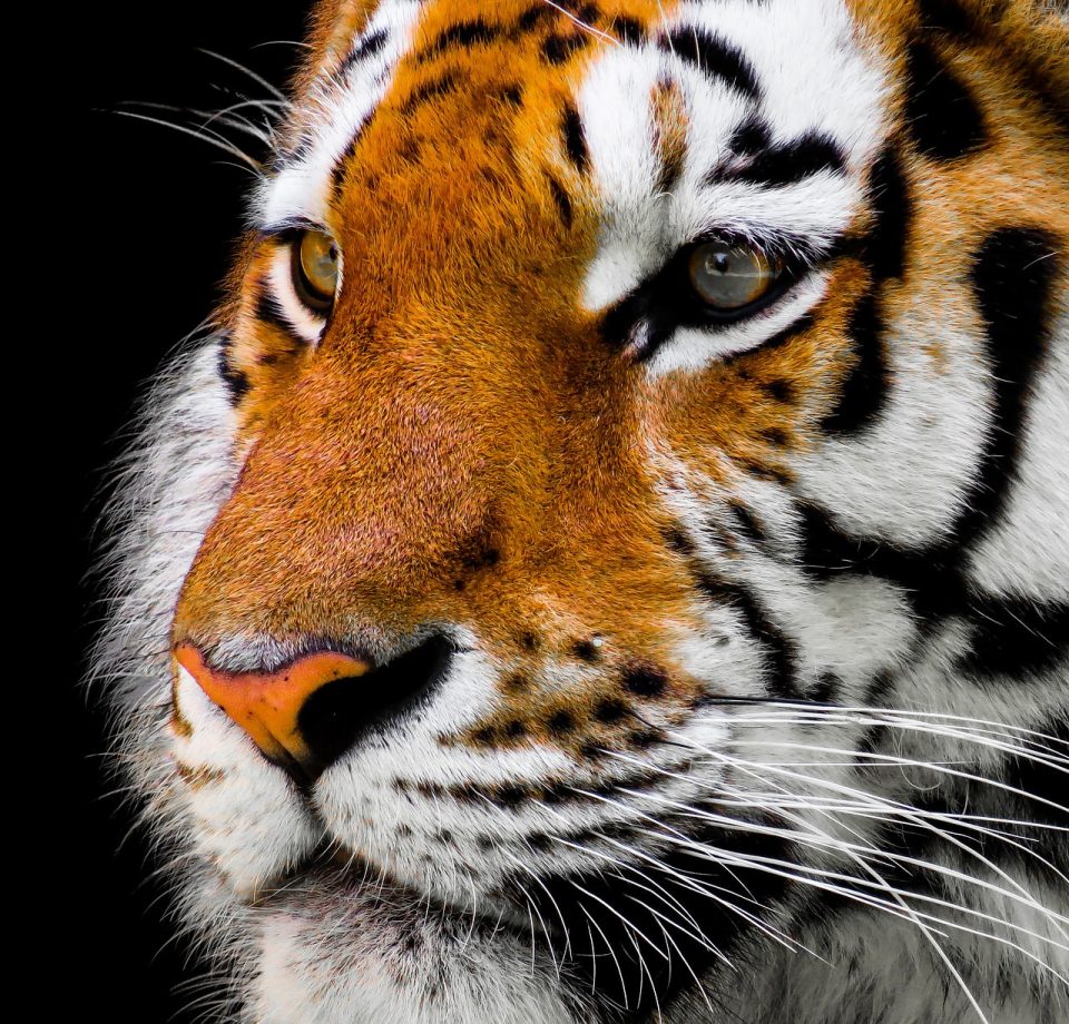 Tigerfoto, Tigerkopf, Tigergesicht, Katzen, Wildkatze, große Katzen, Tier