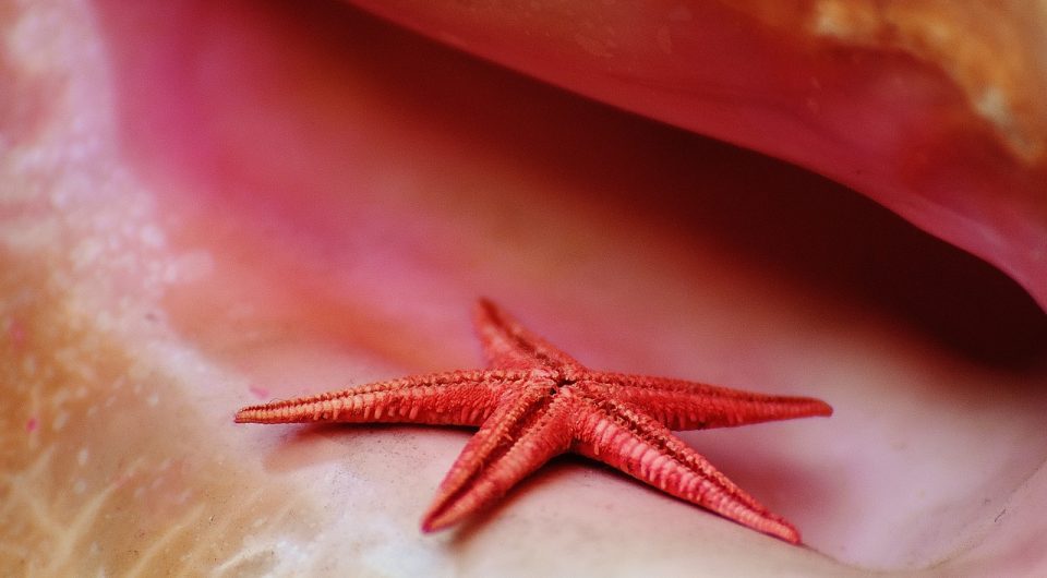 Shell Starfish Maritime Decorative Decoration Deco