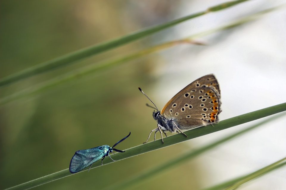 La Farfalla Insetto Farfalle Natura Primavera