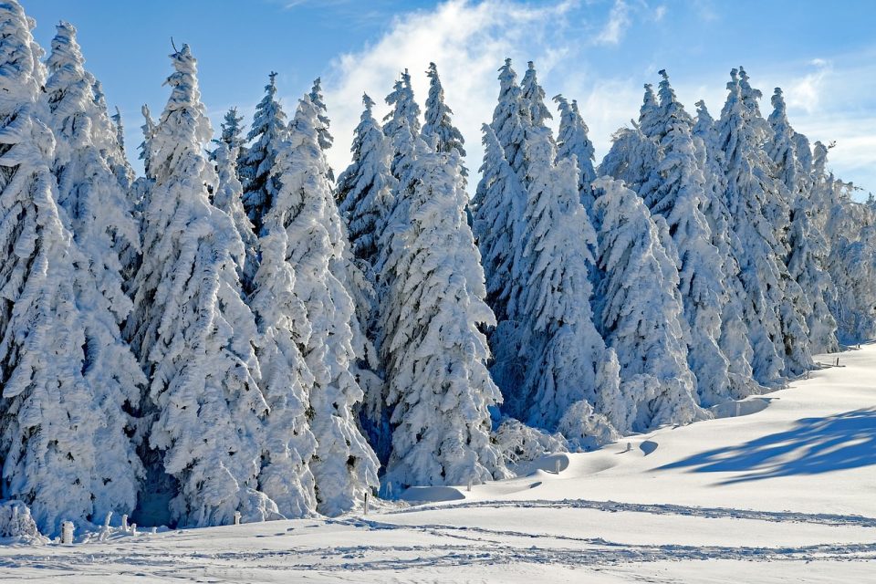 冬 雪 もみ 針葉樹 針葉樹林 雪に覆われた 寒い 白い 霜 雪が降る 季節 雪の風景