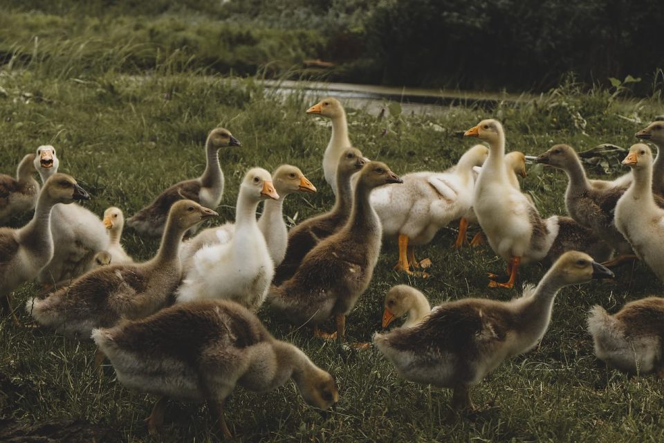 Ördekler, Kazlar, Çayır, Nehir, Kuşlar, Waterfowls