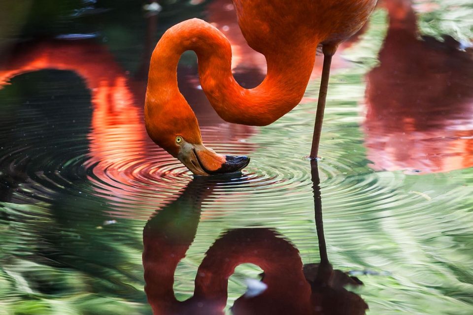 Životinja Flamingo Voda Ptičja ptica Perje Jezero