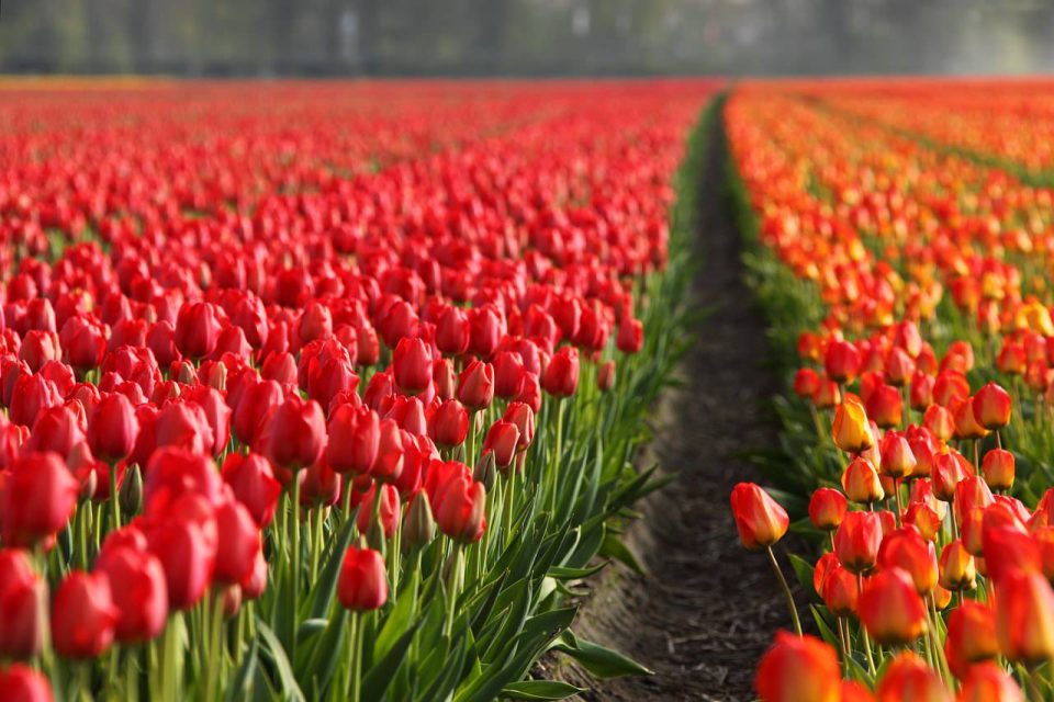 Tulpaner Fält Orange Röd Bakgrund Tapet Blommor