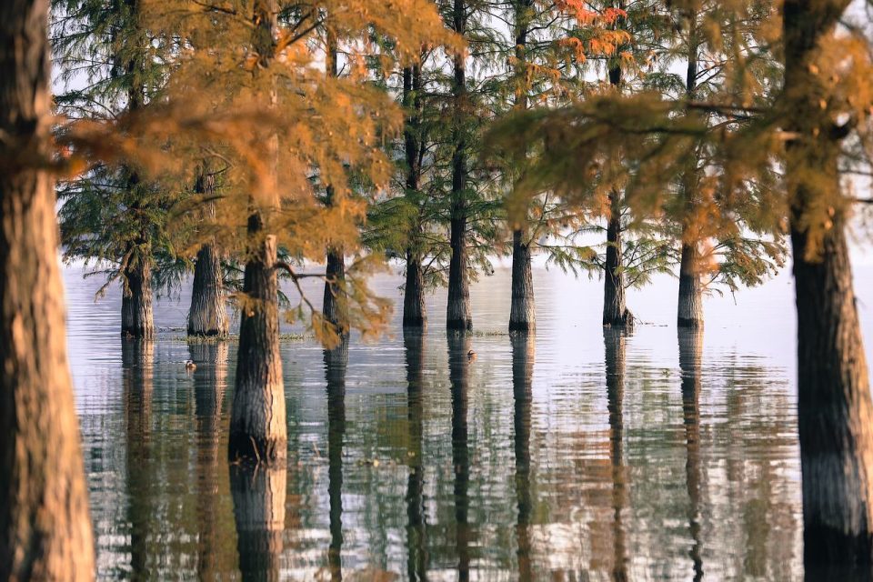 Дерево Озеро Вода Природа Пейзаж Лес Отражение