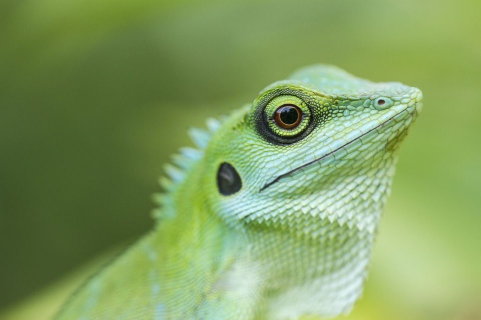 Vert Lézard À Crête Reptile Animal Lézard Faune