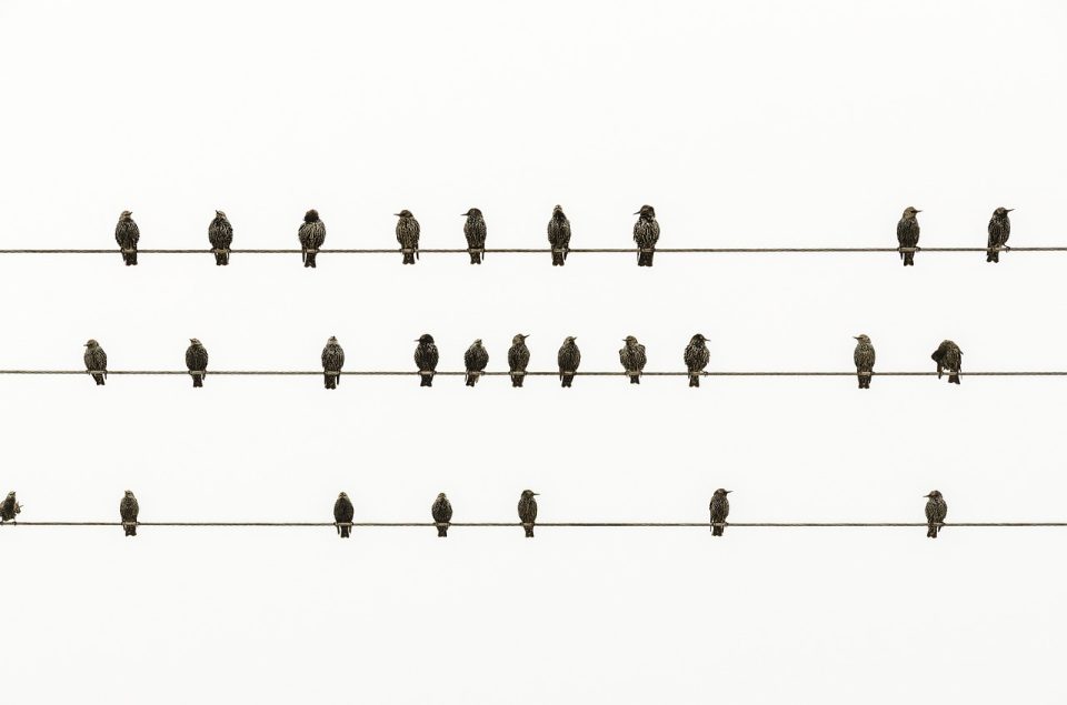 Minimal Fåglar Minimalism Frihet Konstverk Vit