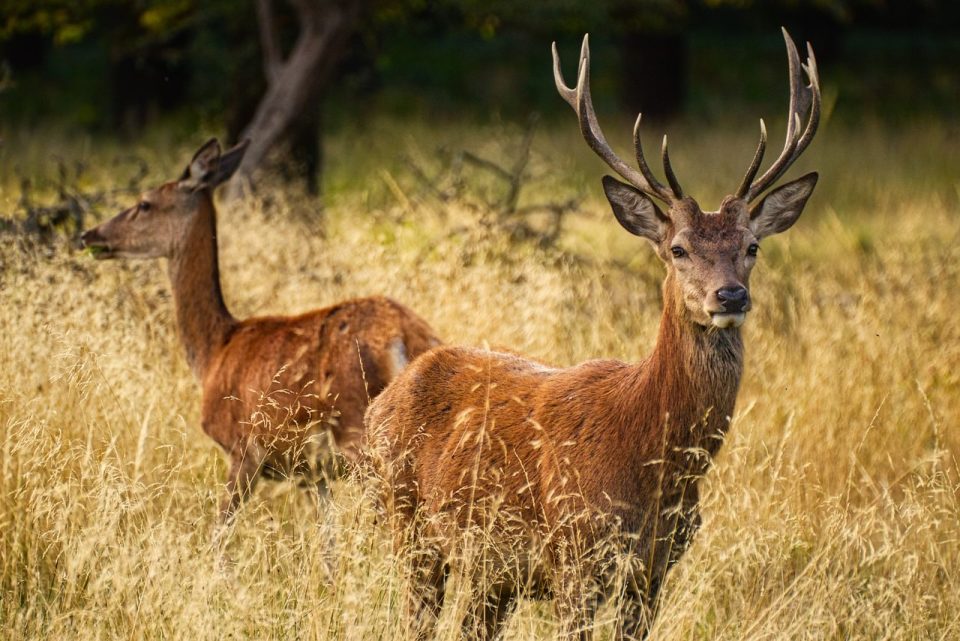 Cervo Animais Relva Animais Selvagens Mamíferos