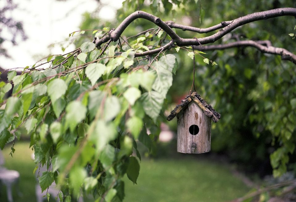Mangeoire Pour Les Oiseaux Branches Arrière-Cour