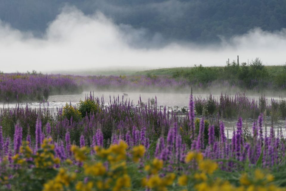 Lago Campo Prado Flores Malas Hierbas Plantas