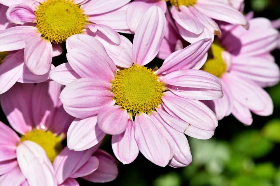 Cape Marguerites Kwiaty Marguerites Różowe Kwiaty