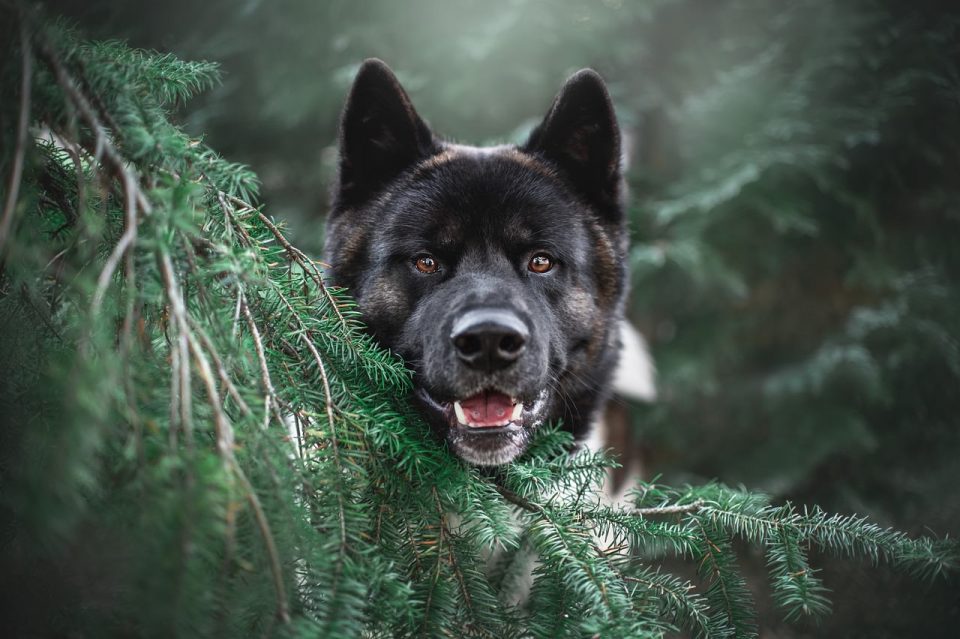 Akita Baum Hund Haustier Tier Natur Niedlich