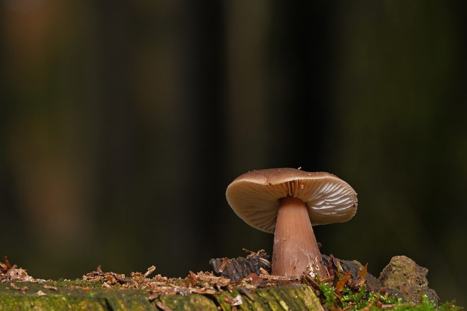 Cogomelo Disco Fungo Bosque Chan Micoloxía Natureza
