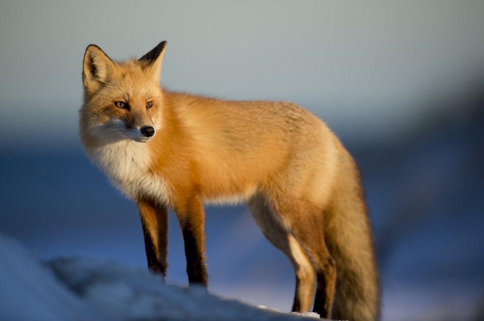 fuchs, hund, allesfresser, tier, pelz, aussicht, säugetier, draussen, tierwelt, wild