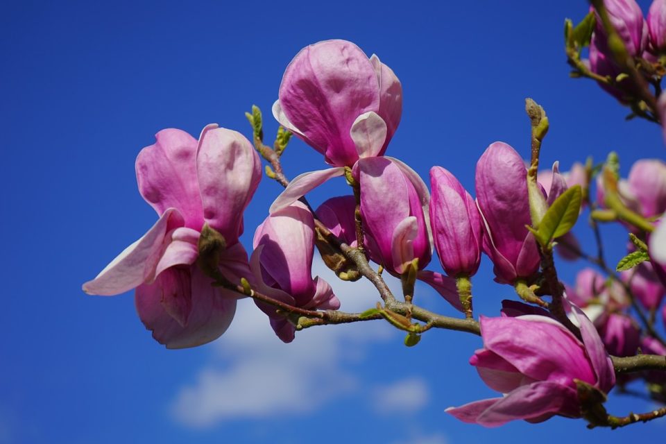 Magnolia Magnolia Flower Blossom Bloom Dark Red