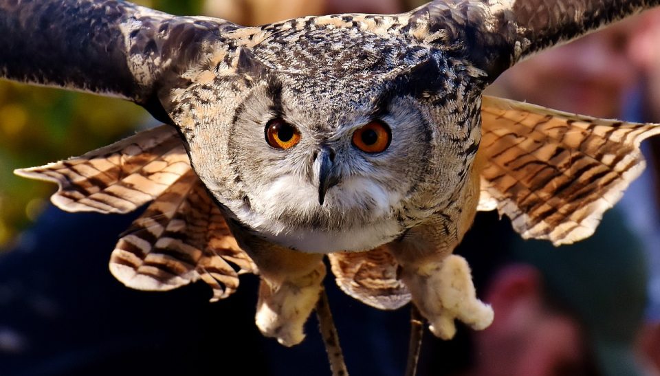 Owl Raptor Bird Feathers Plumage Birds Animal