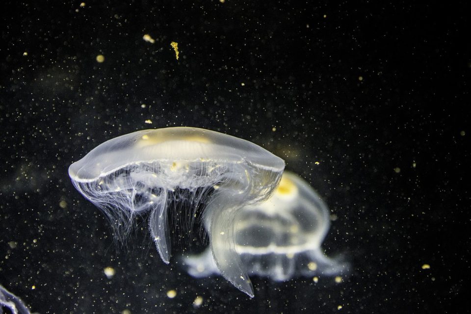 Manet Djur Under Vattnet Närbild Mörk Fisk Makro