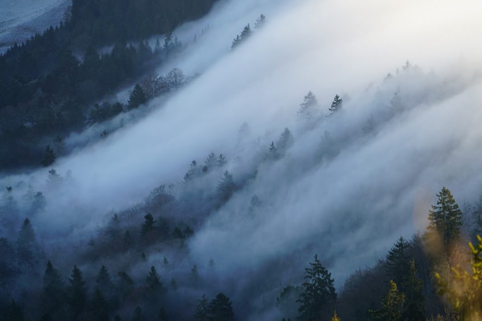 안개 Nebellandschaft 파의 안개 숲 나무 산 안개의 바다 쥐라