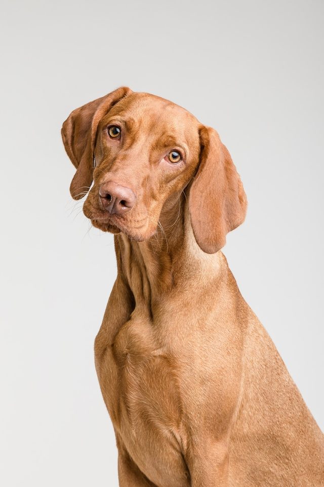 Hond Huisdier Hoektand Dier Bond Snuit Zoogdier 2