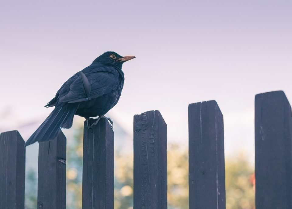 Bird Nature Heaven Fence Dusk Blackbird