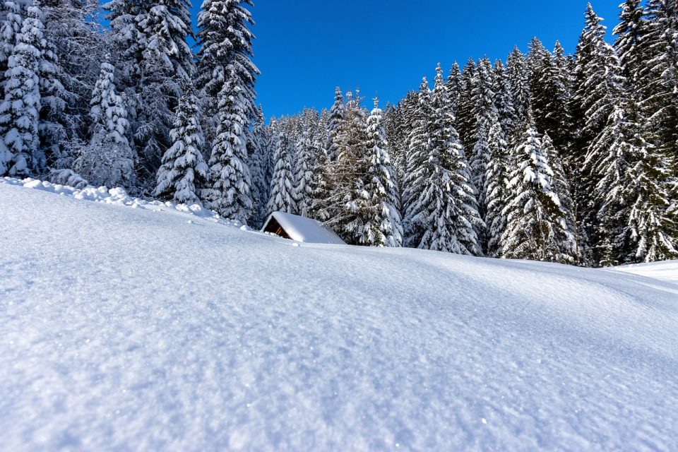 Montagnes Des Arbres Forêt Neige La Glace Gelé