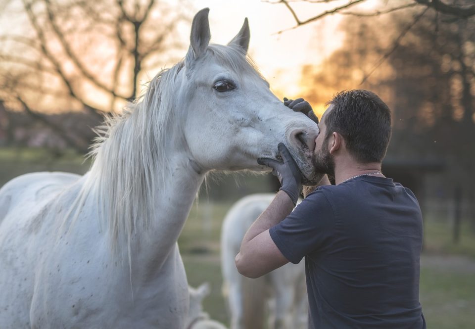 Cavallo Arabo Cavallo Uomo Golden Hour Criniera