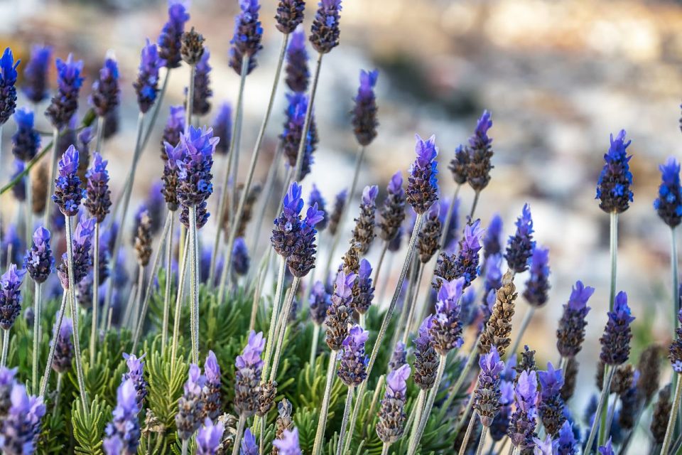 Lavendelblüten, Lavendel, Blumen, Fotos von Blumen, Blumenlandschaften, Blumengarten