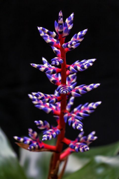 꽃 공장 Bromeliad 색상 Aechmea 블루 탱고