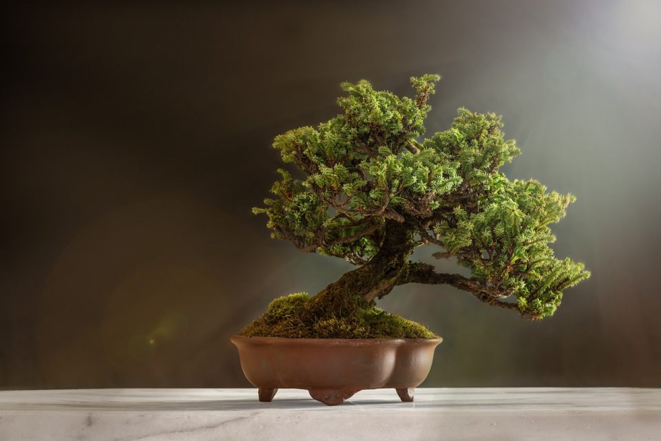 Bonsai Planta Panela Árvore Folhas Árvore Bonsai