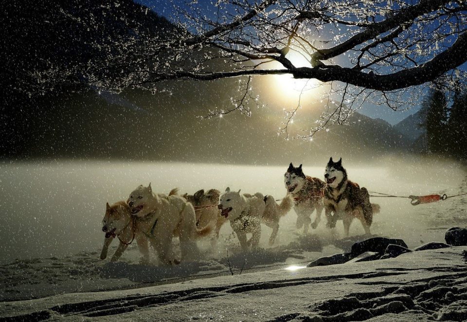 犬 頭のハスキー犬 動物 犬レース 冬 冬の風景 雪が降る そり犬レース 楽しい 雪