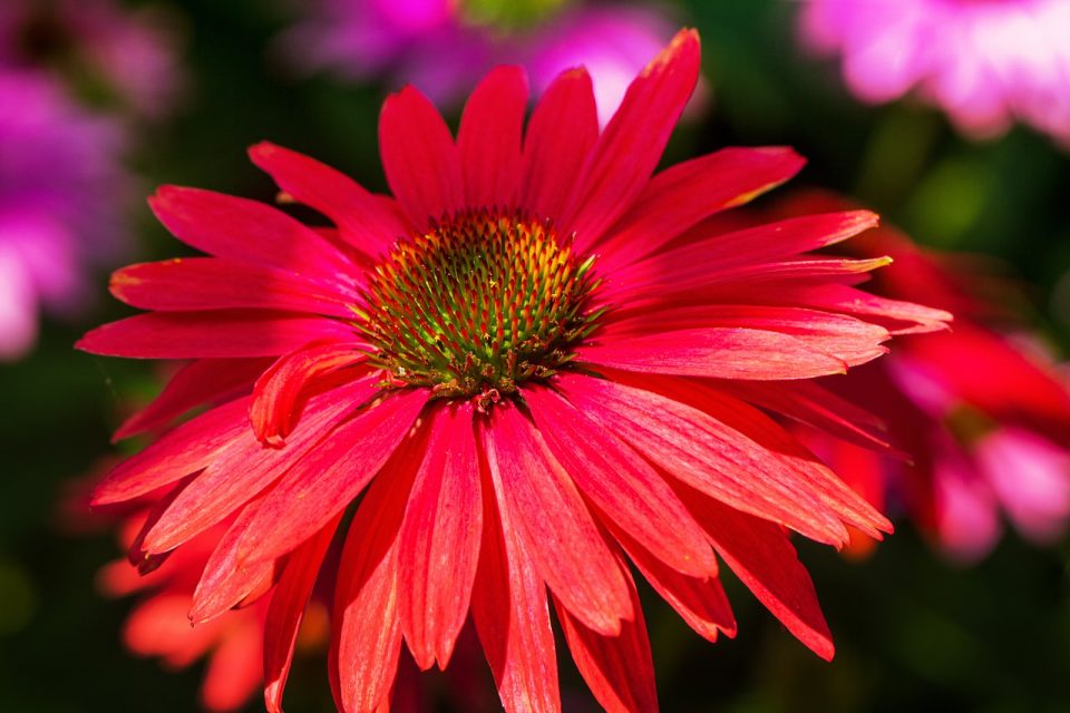 blume, kegel, blumen, natur, rote blume, botanisch, makroaufnahme, blumenfotografie