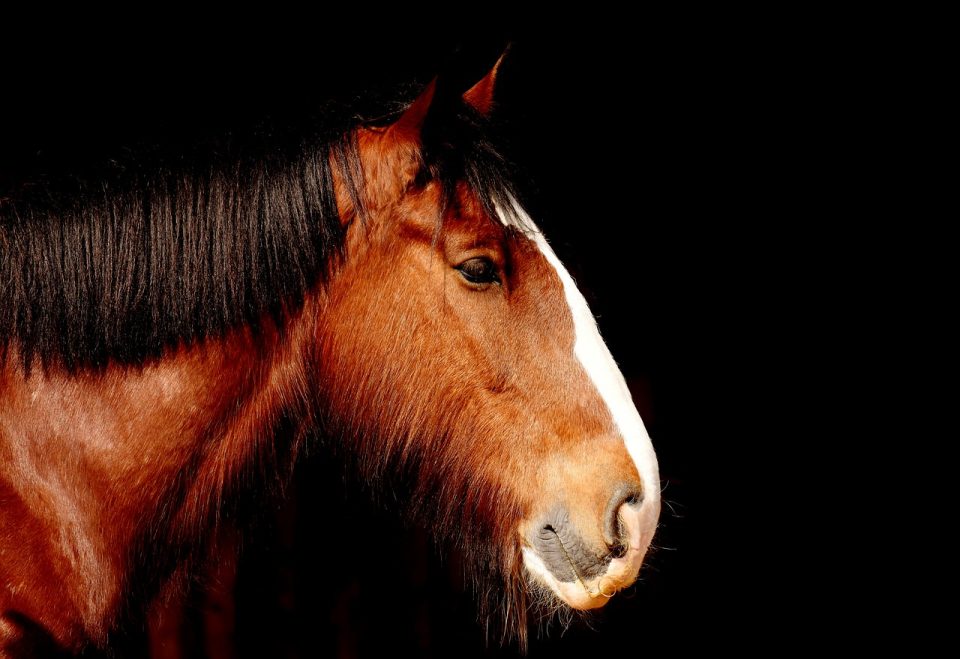 cavalo shire, cavalo, cavalo marrom, juba, cabeça, cabeça de cavalo, equino, retrato, mundo animal