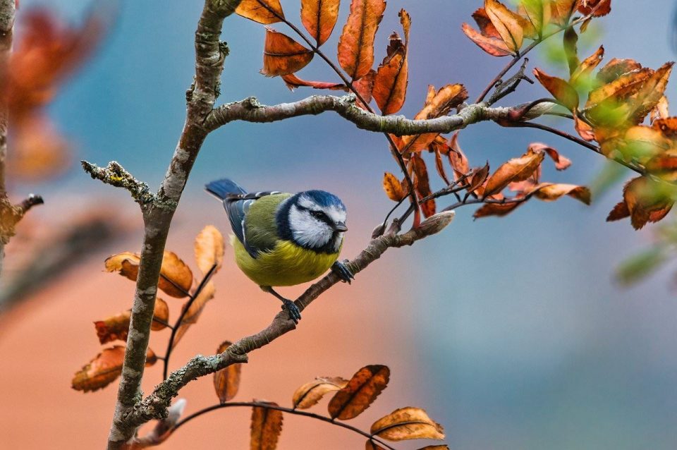 Blaumeise Vogel Sitzend Meise Tier Federn
