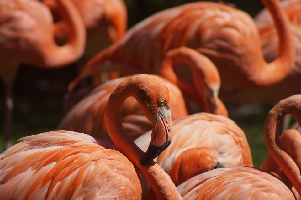 Flamingo Pássaro Animal Ave Pernalta