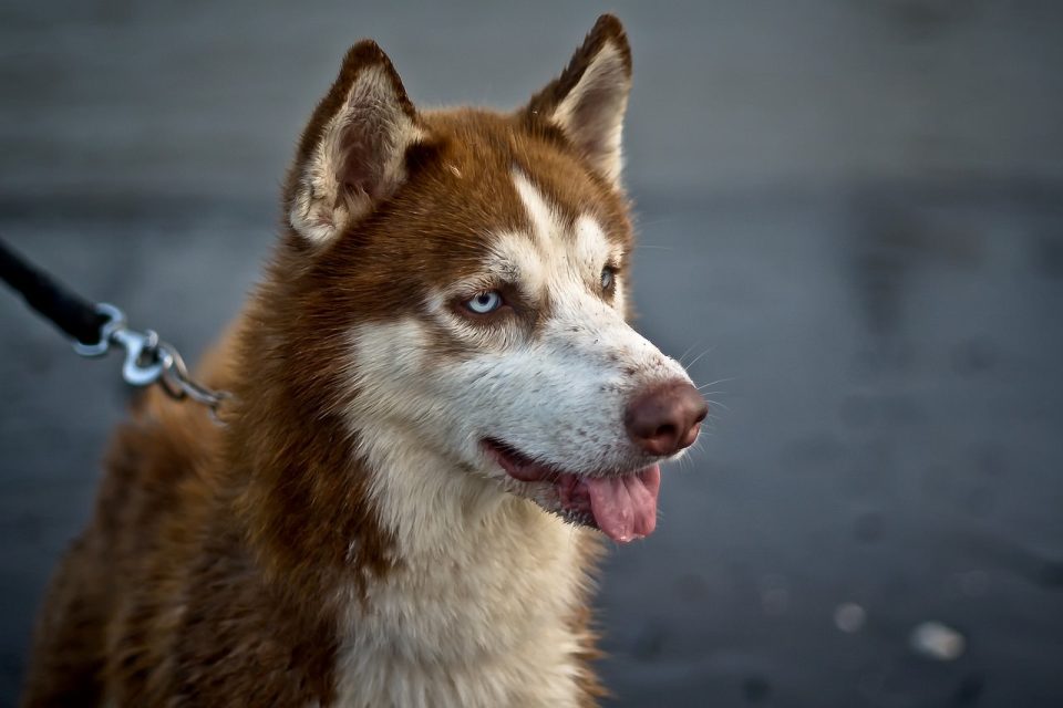 Hund Sällskapsdjur Valp Djur Brown Tittar Ung