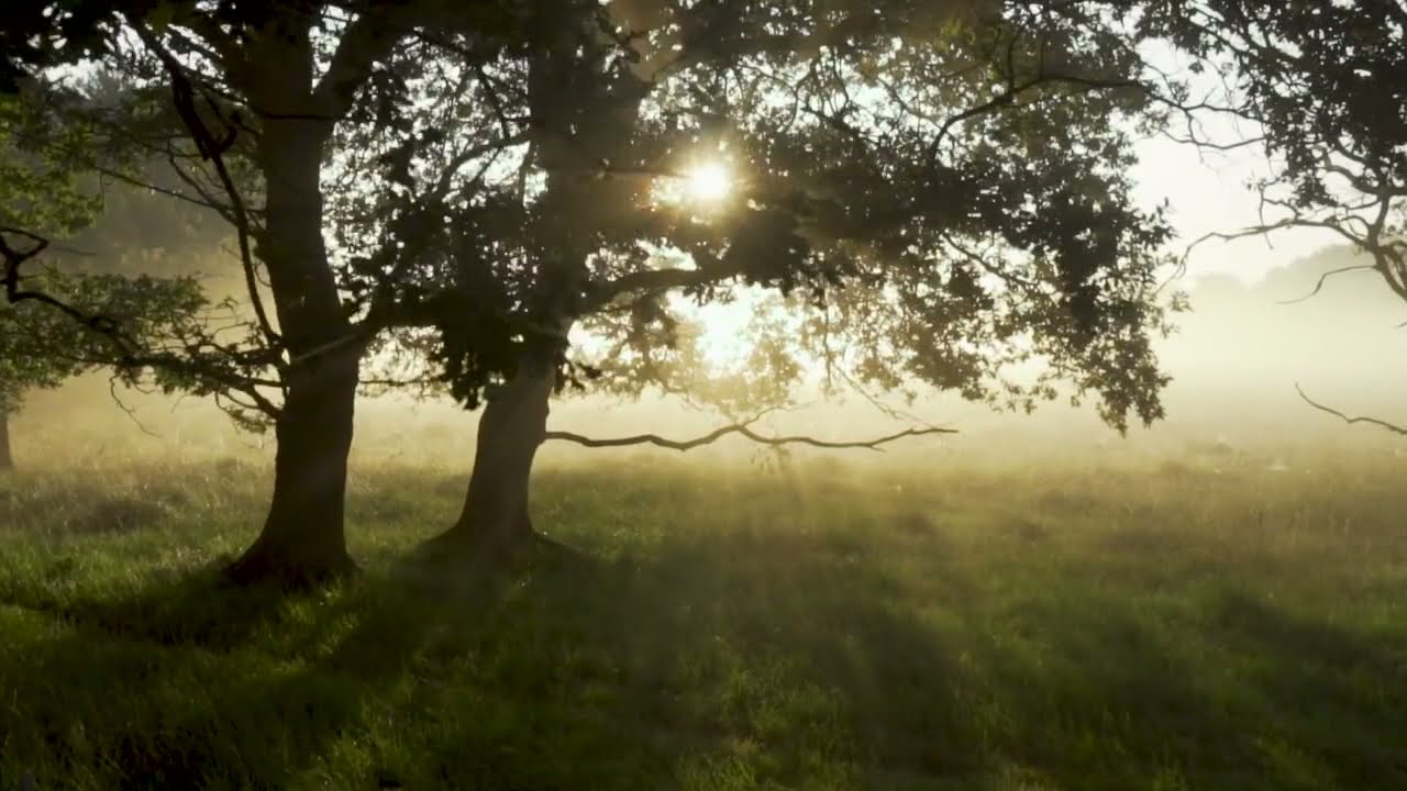 Forest Woods Mistical Morning Fairytale Saulės šviesa - Video
