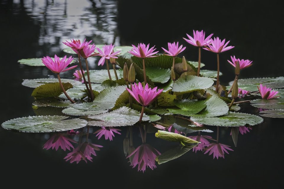 Lotus Blumen Teich Seerosen Lotusblumen Wasser