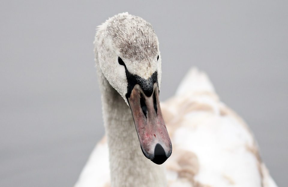 Schwanenfotos, Schnabel, Wasservögel, Vogelbeobachtung, süße Tiere, Natur, weiße Vögel
