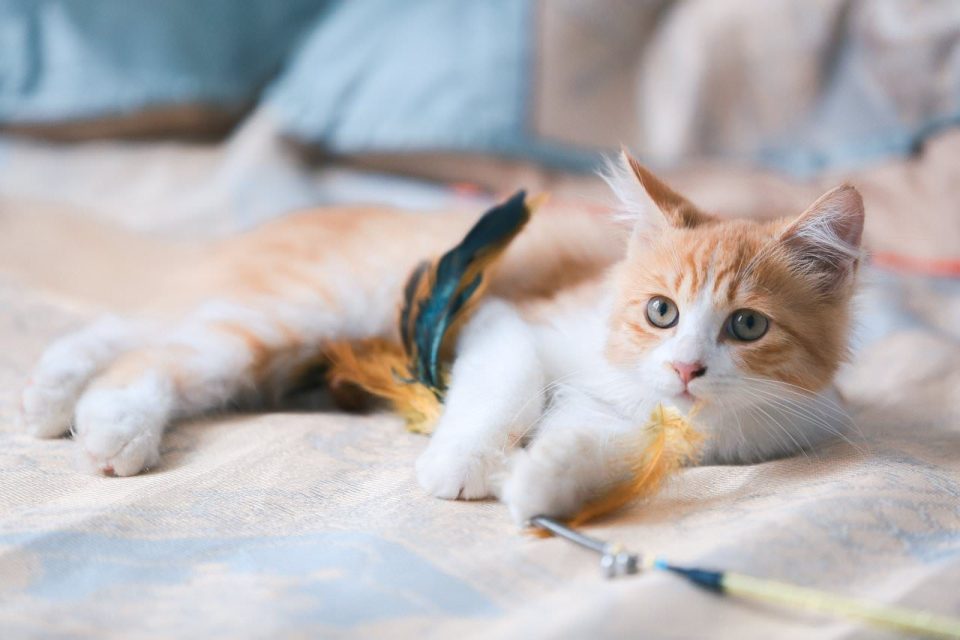 Gato Gatinho Gato Laranja Retrato Gato Retrato
