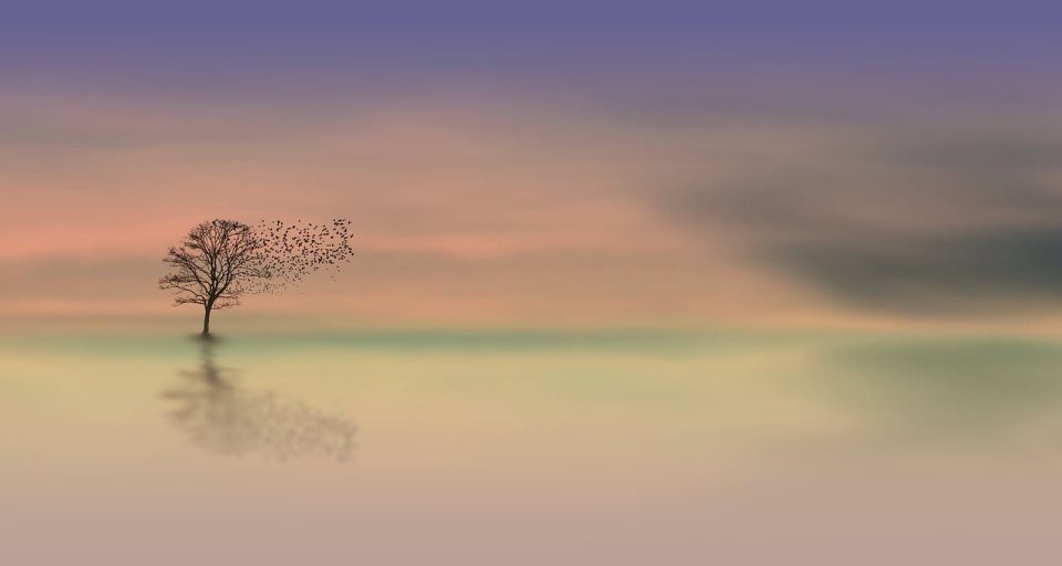 Boom Sunrise Schemering Vogels Natuur Landschap