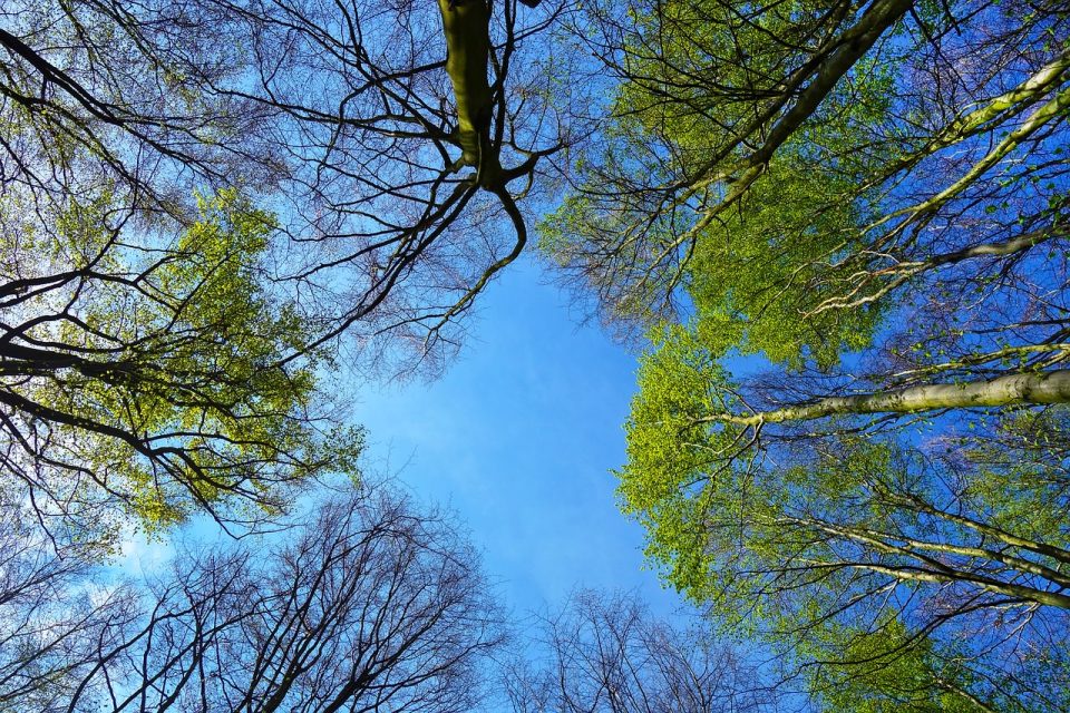 Tree, Top Of The Tree, Trunk, Branch, Leaves Rising