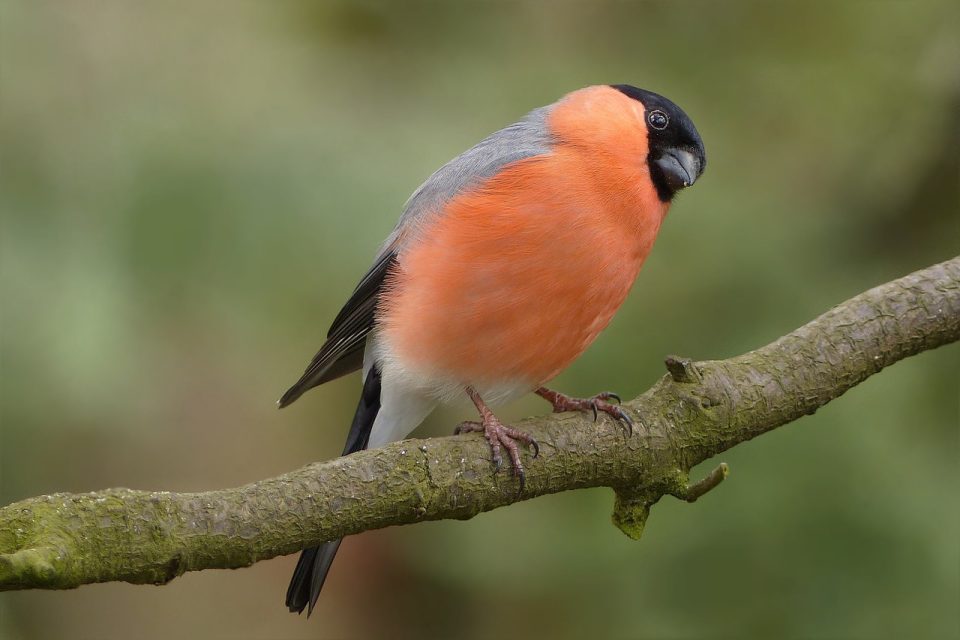 Oiseau Bouvreuil Masculin Jardin Une Succursale
