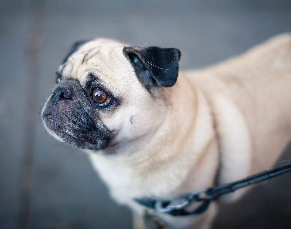 哈巴狗 狗 动物 皮带 宠物 犬类 国内的 家犬 肖像 狗肖像 哺乳动物