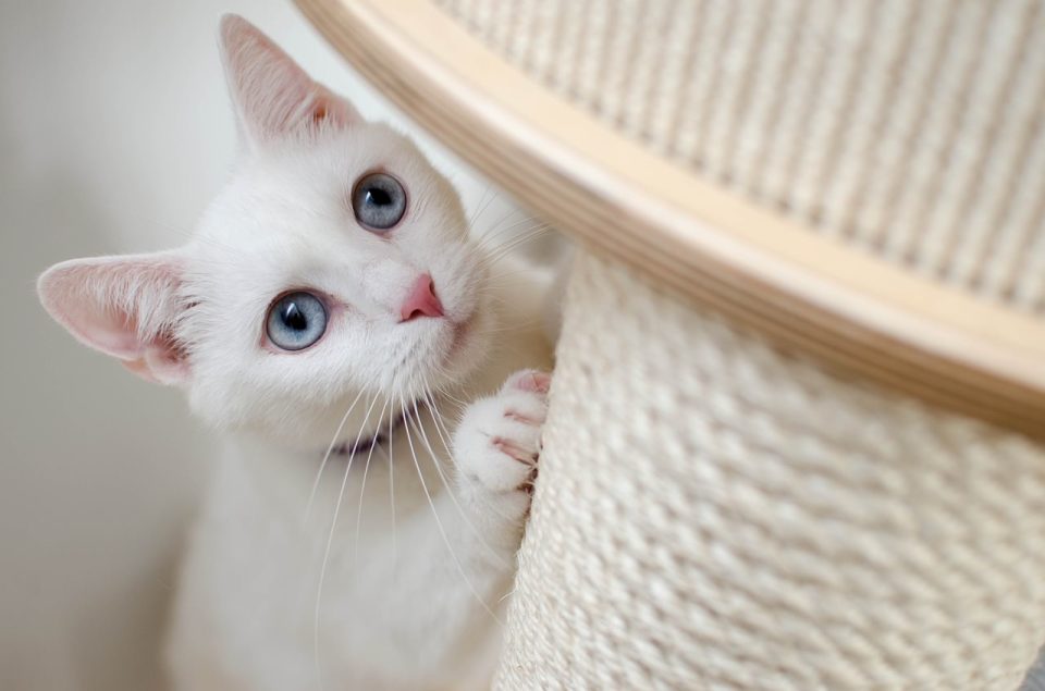 Белый Кошка Котенок Красивая Дом Альбинос