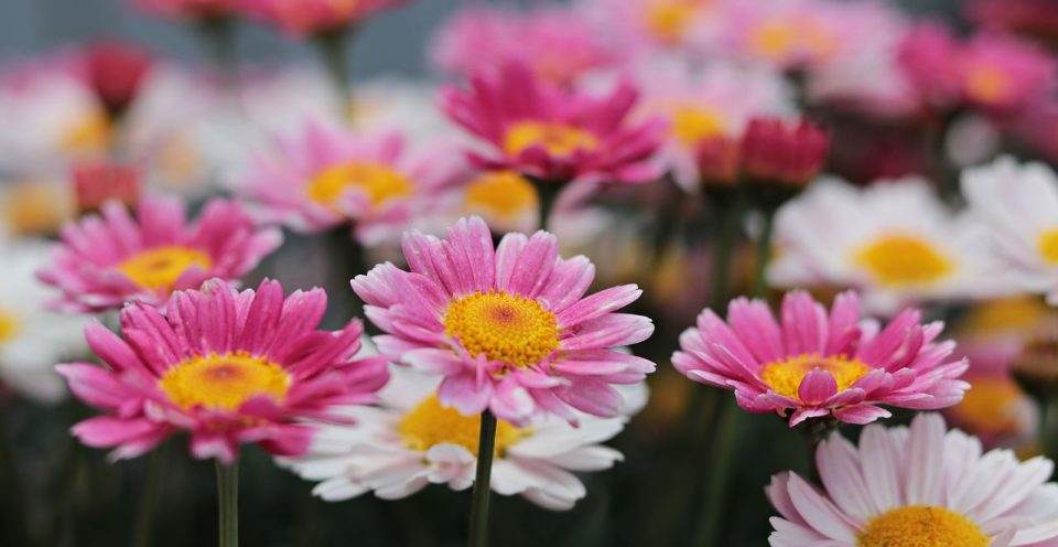 Bloemen Madeliefjes Tuin Bloemblaadjes
