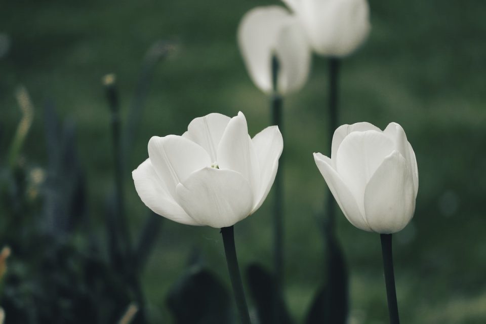 Tulpaner Blommor Vår Vit Natur Växt Trädgård