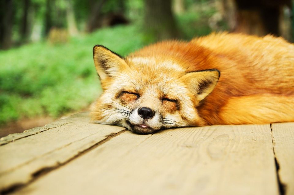 tier, fuchs, süßer fuchs, schlafendes tier, schlafen, ausruhen, entspannen, pelztiere, fuchspelz, tierwelt