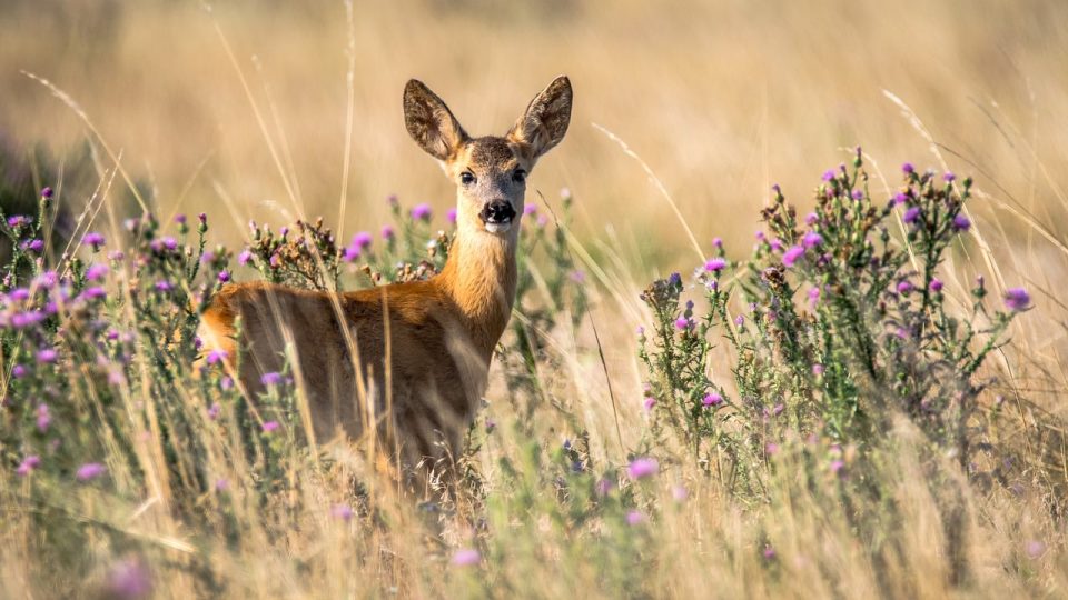 노루 Capreolus Capreolus 암사슴 동물 자연 포유 동물 젊은 견습생