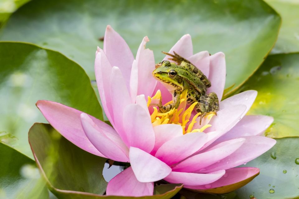Rana Natura Anfibio Animale Acqua Verde Fiore